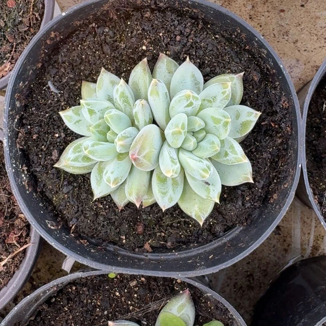 青禾美人 双头 一物一拍