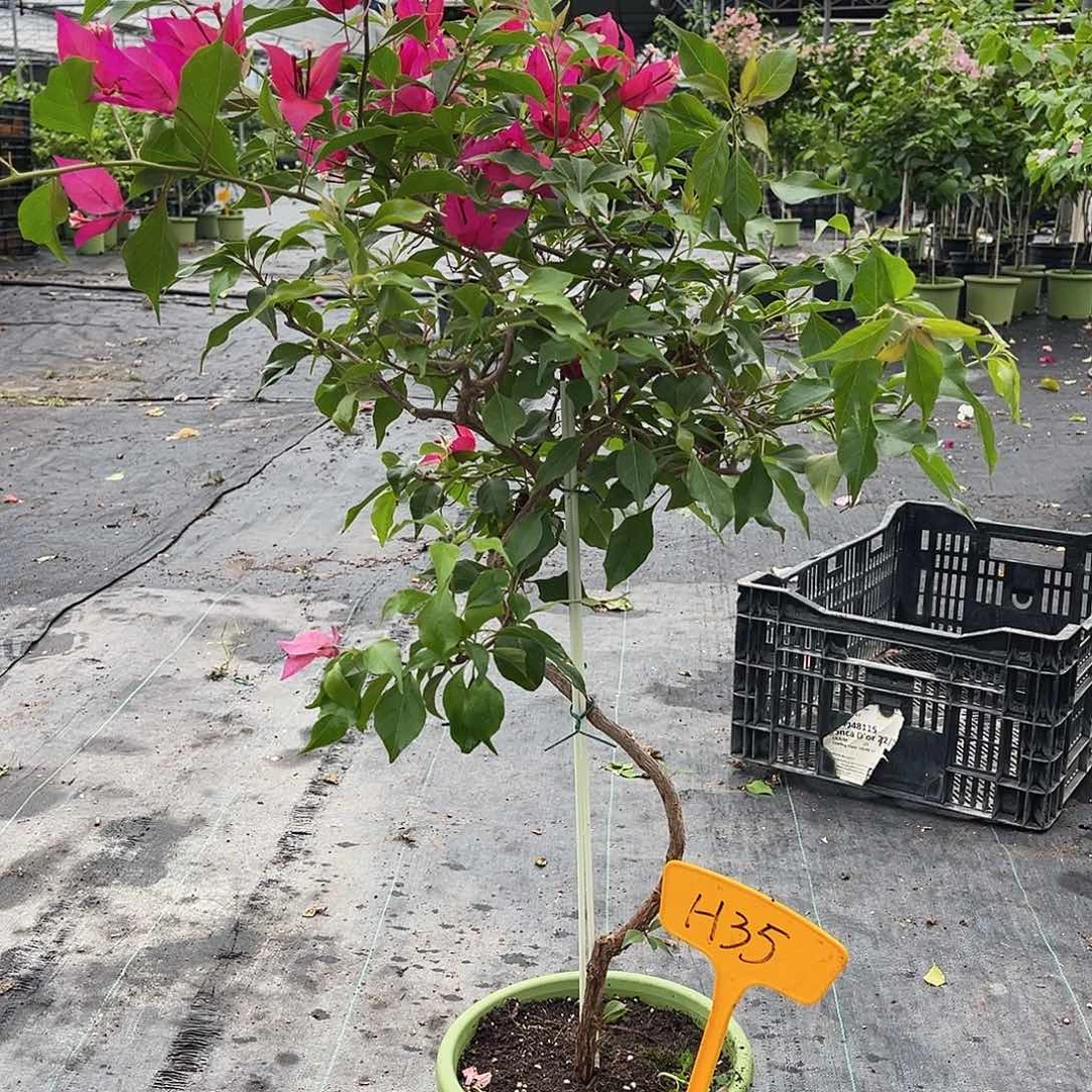 清***乐当前无花栽培后可以开花H35酒红桑巴