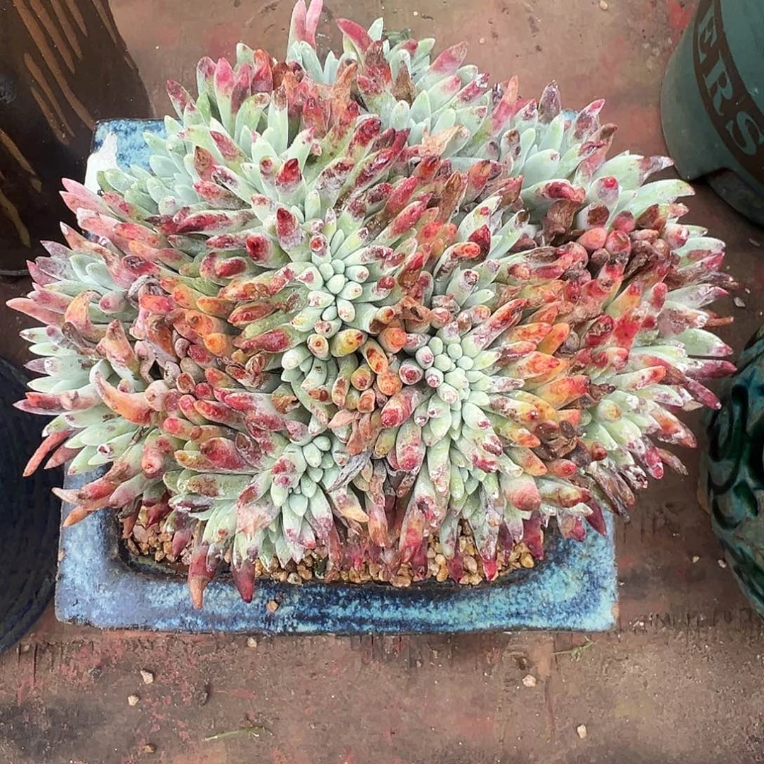 5986爱心缀化白鹭