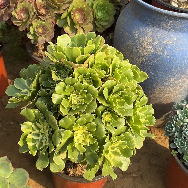 多肉植物辛尼亚19
