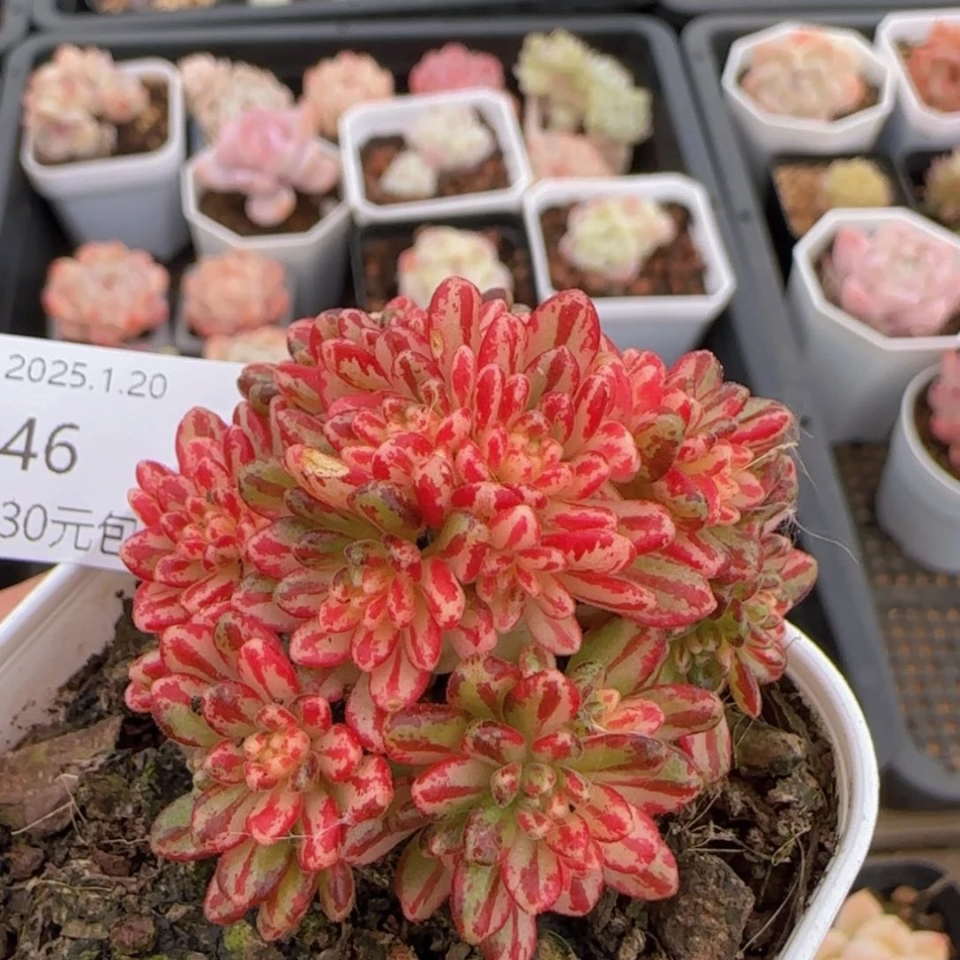 小人祭锦单头一颗脱土