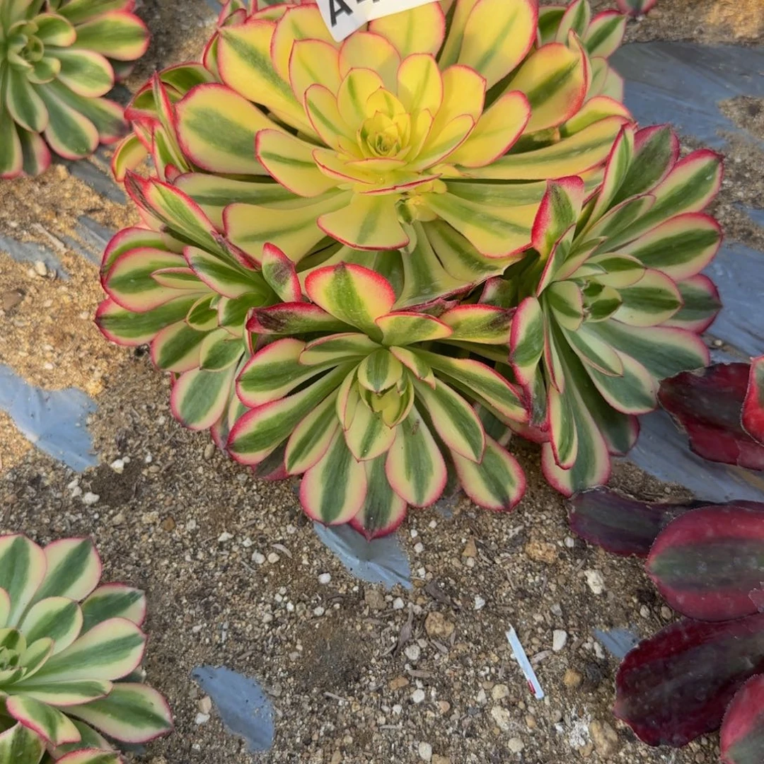 开***兔412倾城。多肉植物