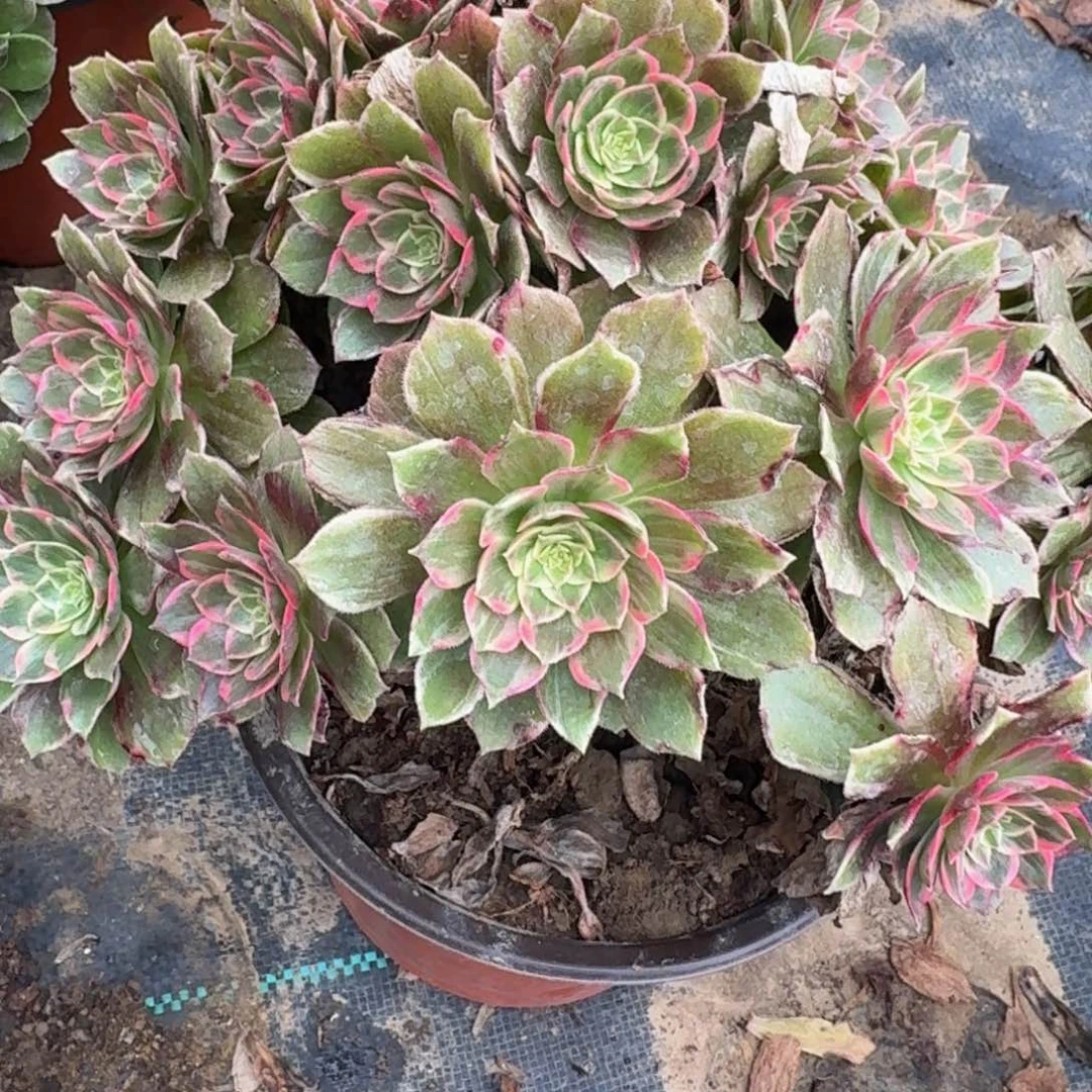 30多肉植物捧花的时候