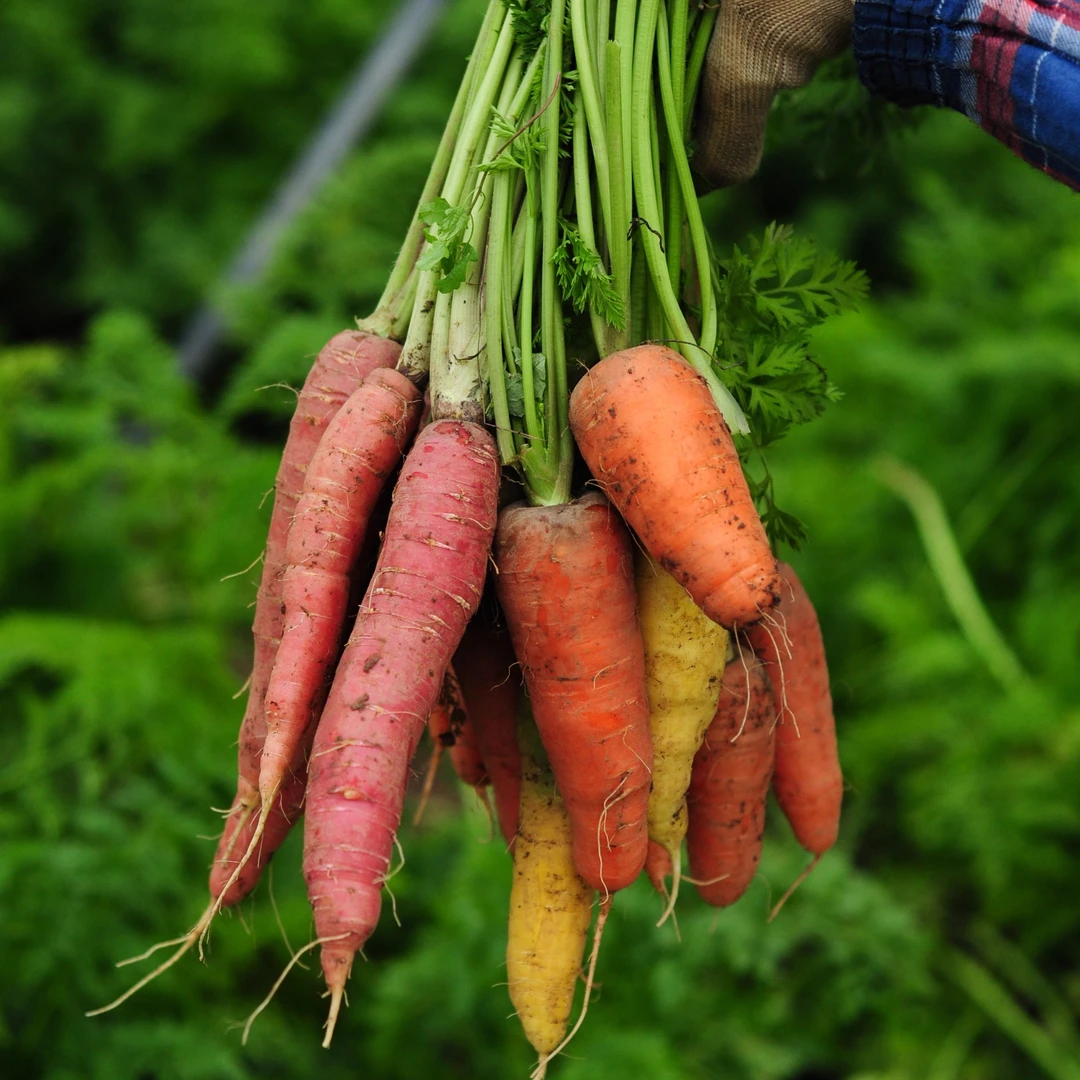 有机彩色小胡萝卜 0化学农药使用 个头很小 爽脆微甜 3斤 顺丰