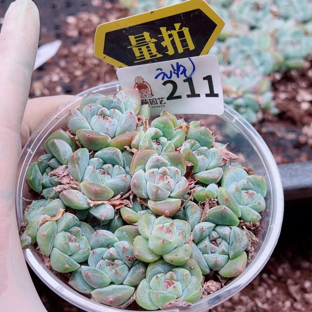 多肉植物多肉植物