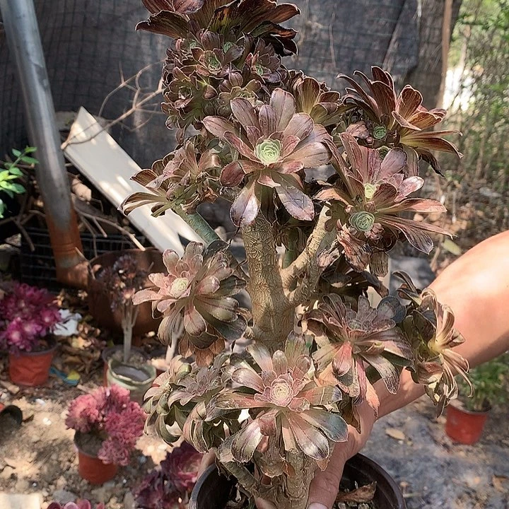 560拉丝锦多肉植物