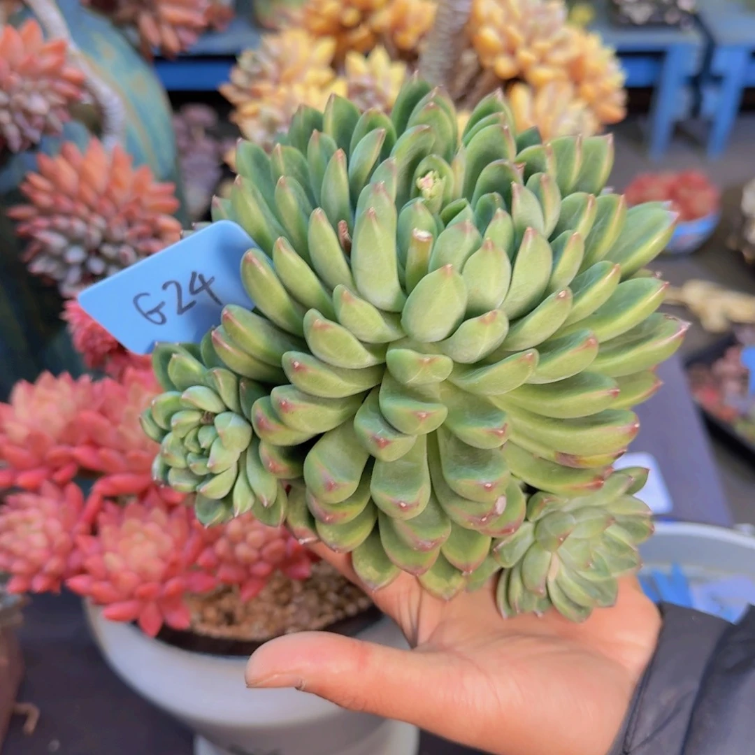 多肉植物的生长发育