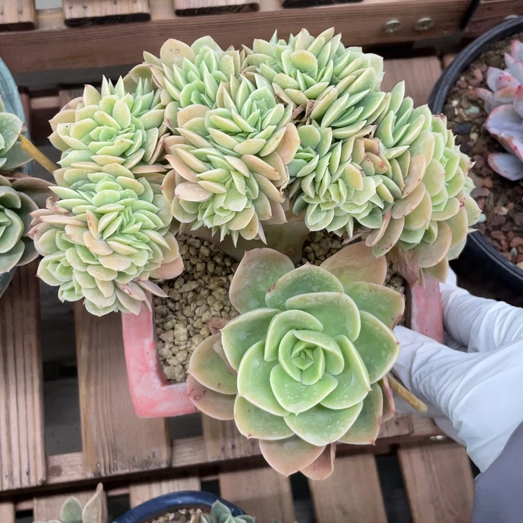 星娜塔缀化一个。