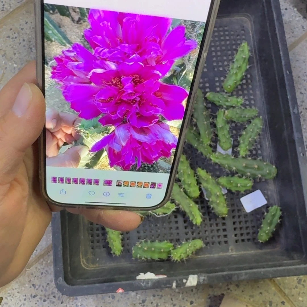 348美花角紫龙无根侧牙一个小，20包邮