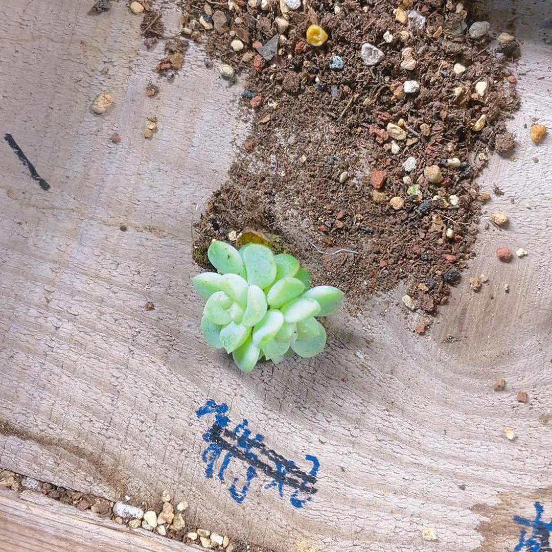 栗*竹马双头一个满25包邮