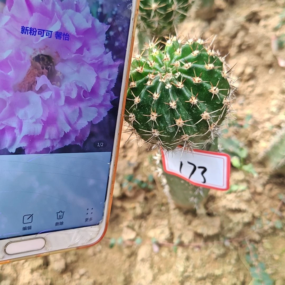 粉可可秀普嫁接173福