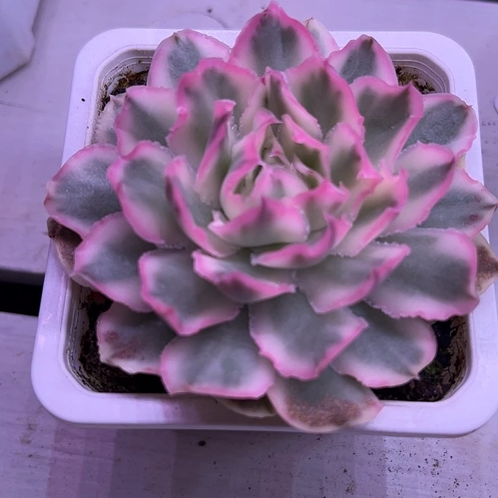 紫蝴蝶锦大单头38包邮