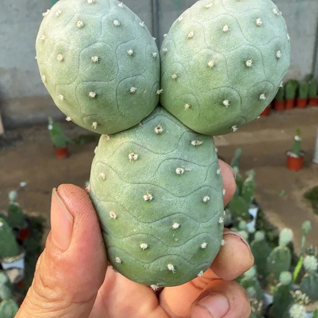 【闪购商品】无花朵进口龙鳞圆球米奇无根
