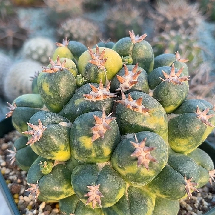 短豪刺象牙锦。自根养定。   11