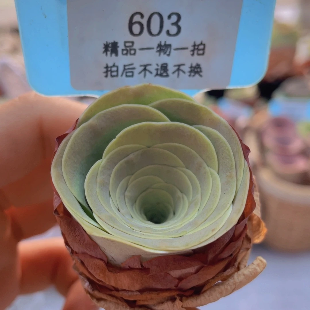 山地玫瑰603裸根发货不售后