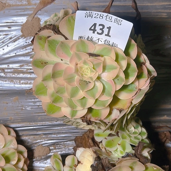 431倾城多肉植物保护