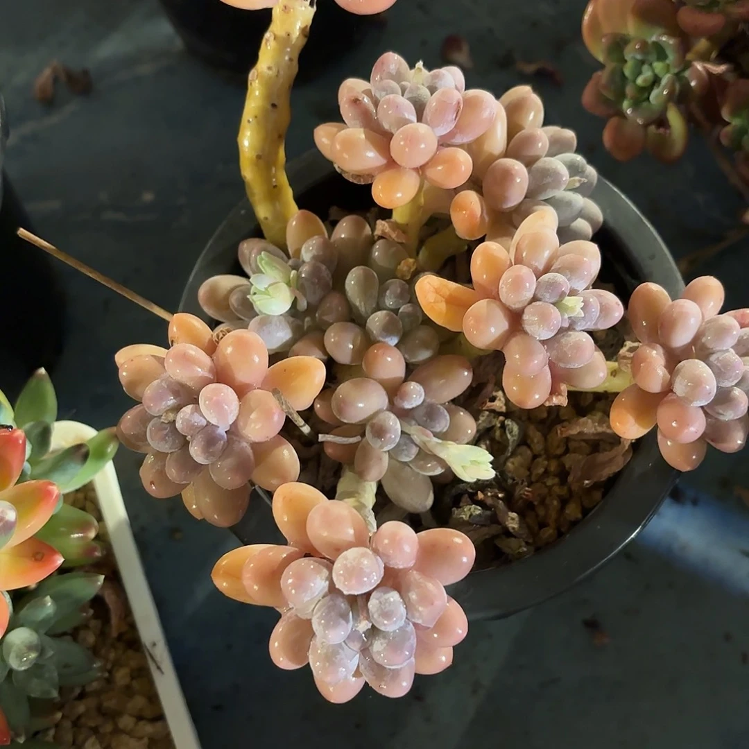 多肉植物啦啦啦啦啦