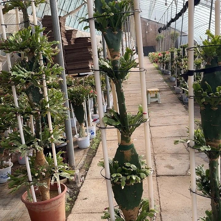 无花朵六层仙人掌嫁接蟹爪兰