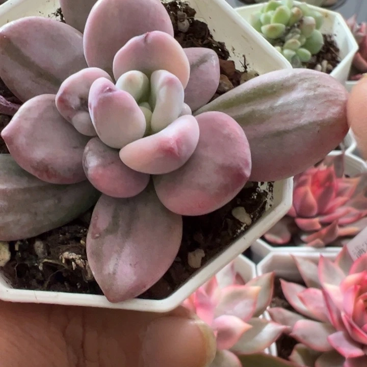 洛神锦多肉植物2520