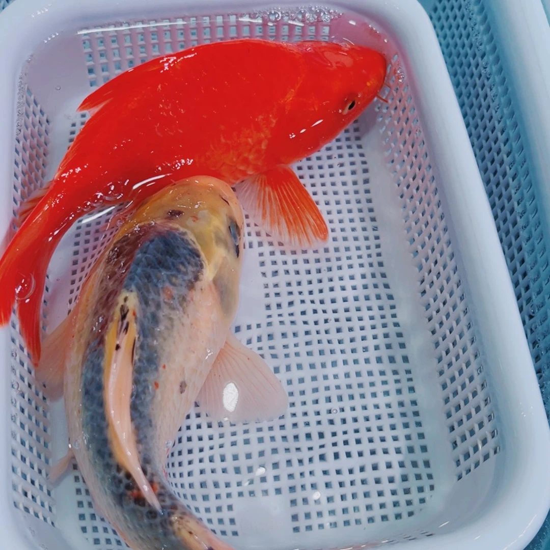 锦鲤锦鲤冷水鱼观赏鱼111