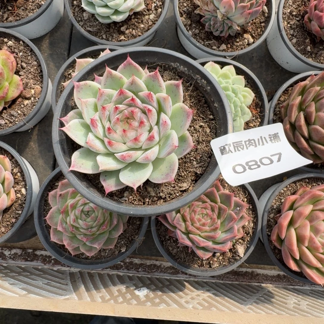 壹***刻多肉植物麦秆0807