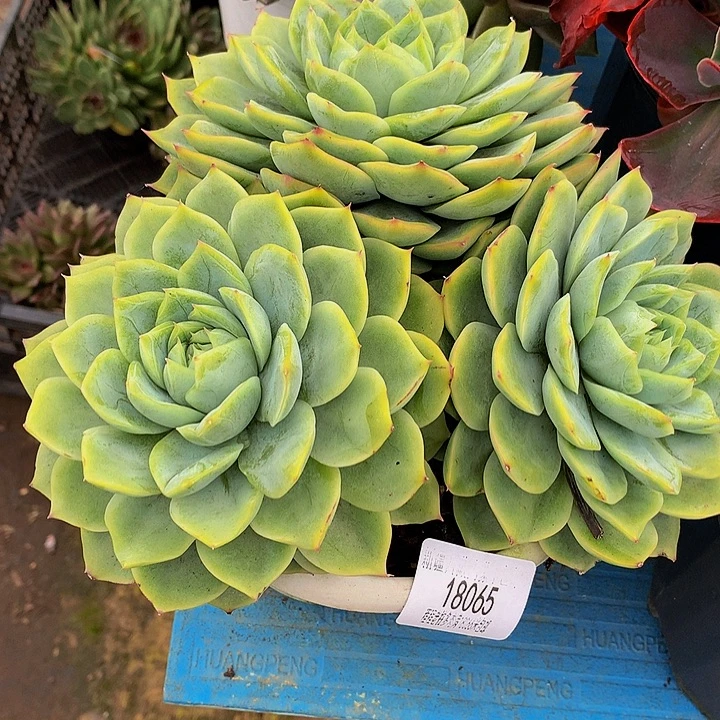 爱***宝孤星18065多肉多肉