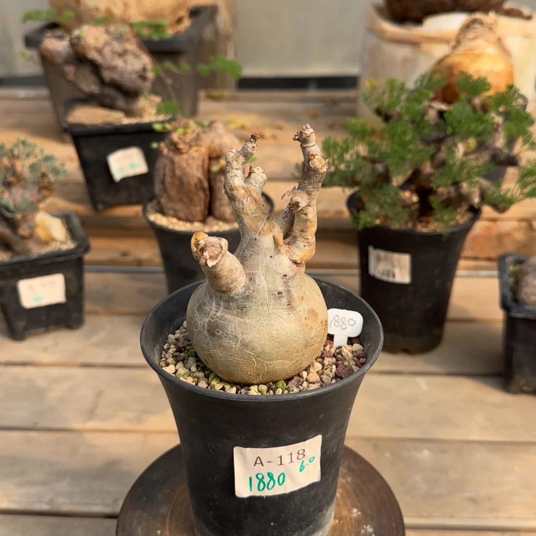 118索马里小叶葡萄块根植物