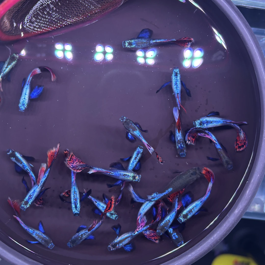 泰系银背满鳞大耳朵马赛克孔雀鱼小型淡水观赏种鱼