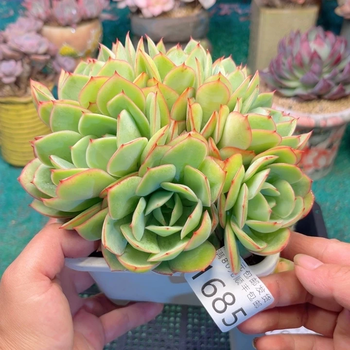 大1685；czvxvcbvnnj