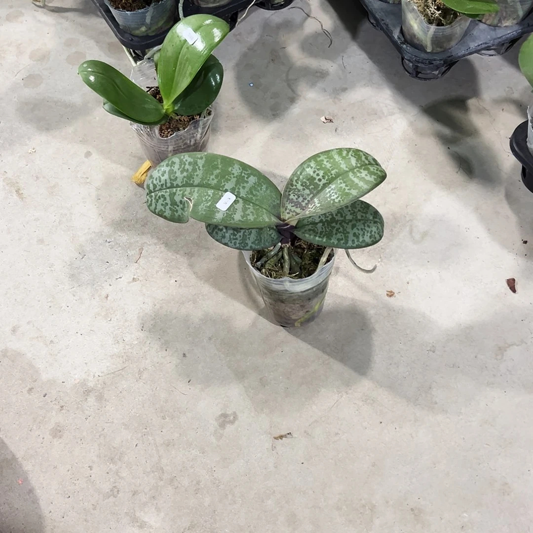 当前无花栽培后可以开花004瑕疵苗圆叶西蕾丽处理