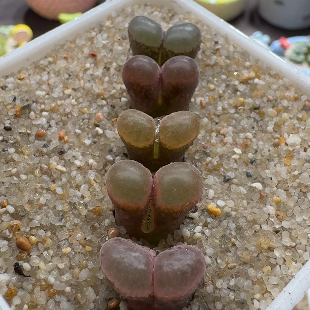 0928-016翻窗风铃