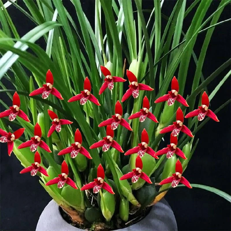 巧克力浓香型兰花盆栽【咖啡兰】观花赏叶好养易活适合室内外摆放