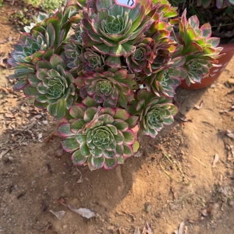 25-73莲花多肉植物