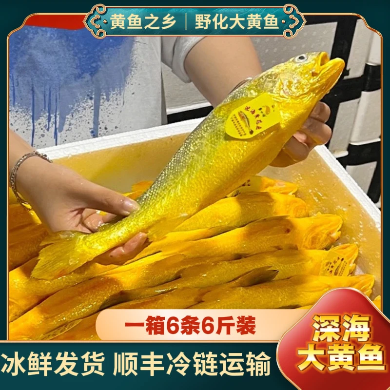 6条6斤【深海野化大黄鱼】宁德生鲜半野黄花鱼无包冰顺丰冷链直达