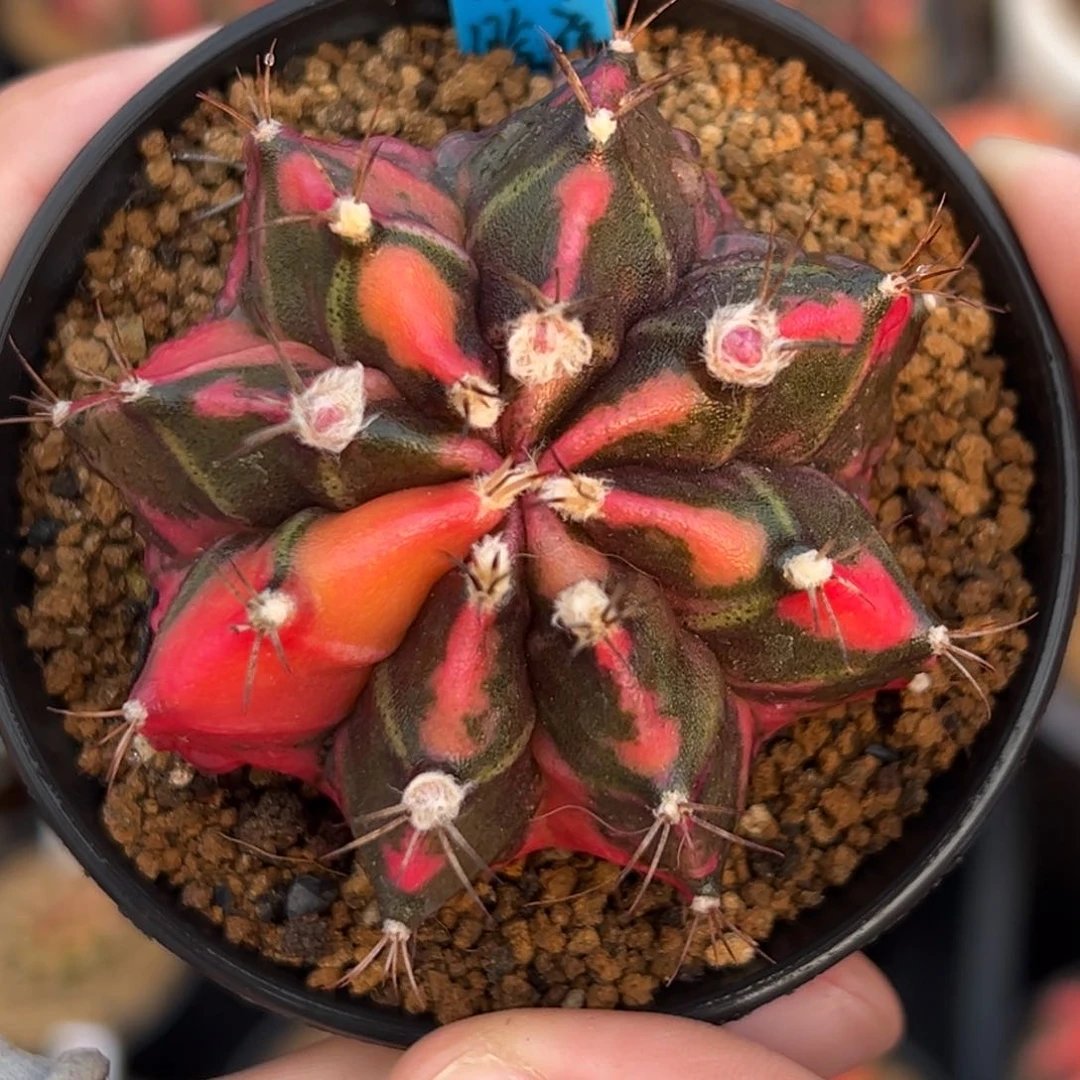 阿***?泰系侧芽米哈锦183