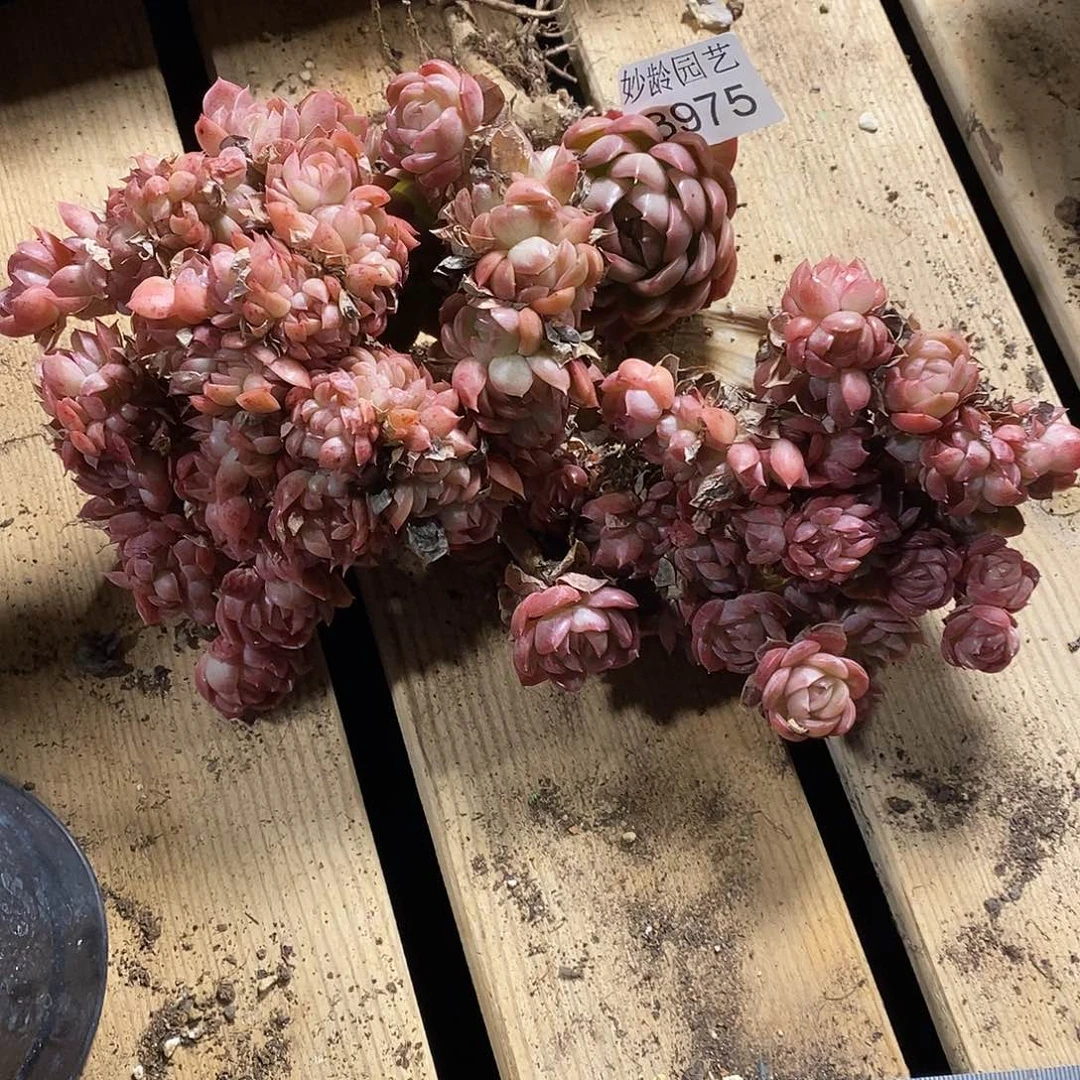 秋***歌3975杂交老桩基地～20厘米