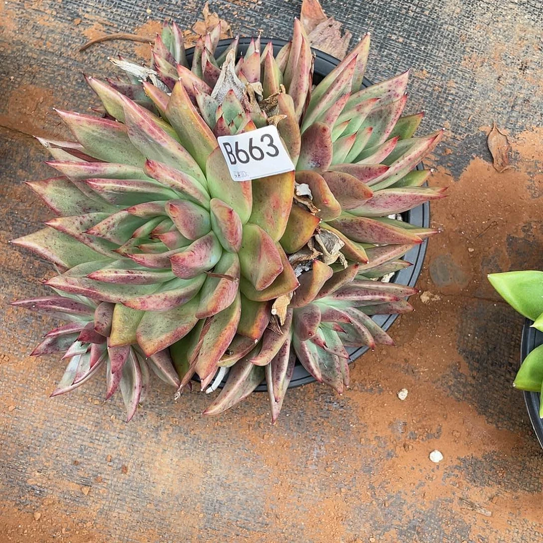 若如东云多肉单拍663