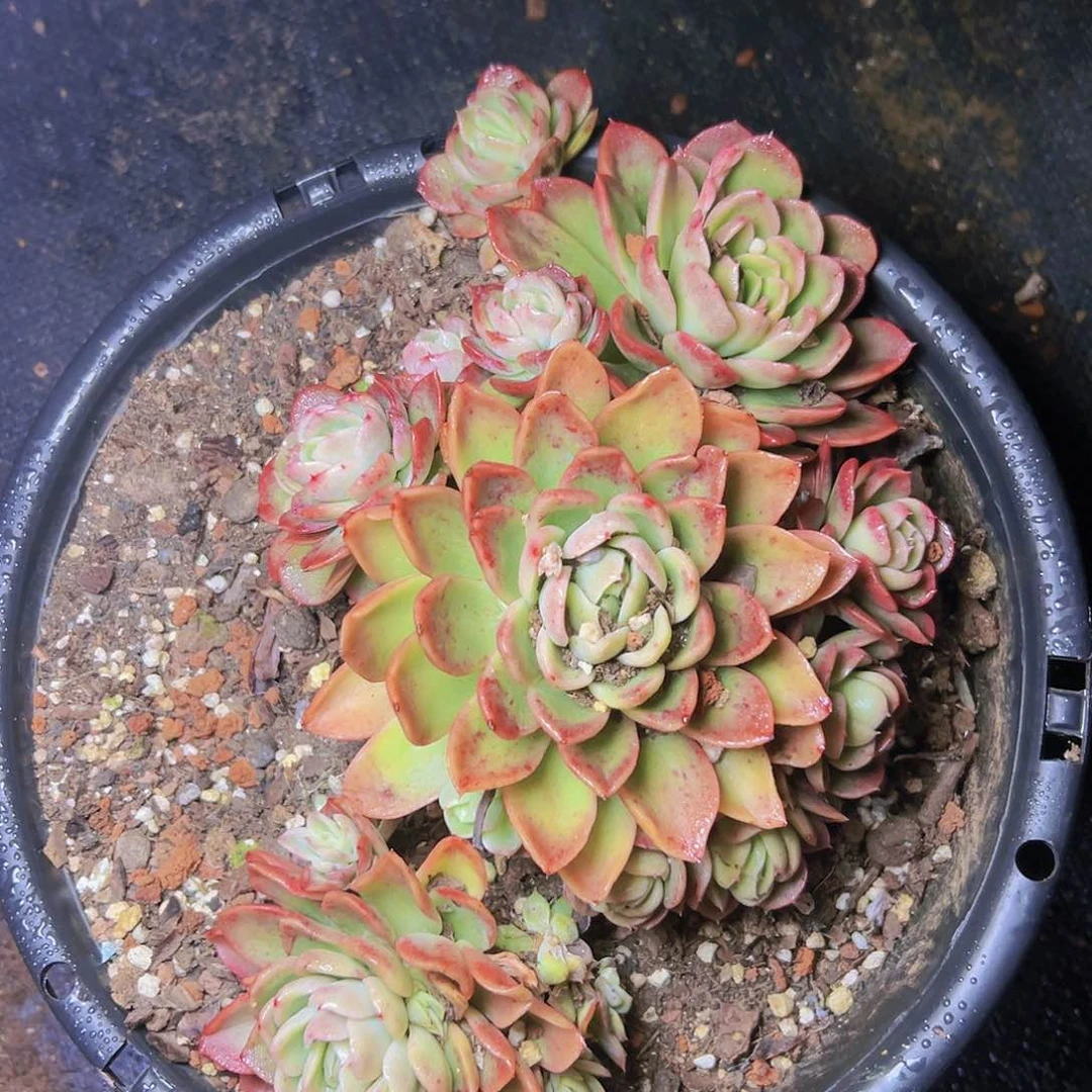 多肉一个基地直发编号13