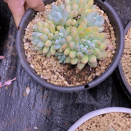 无花朵饺**姐奶糖美人多肉植物