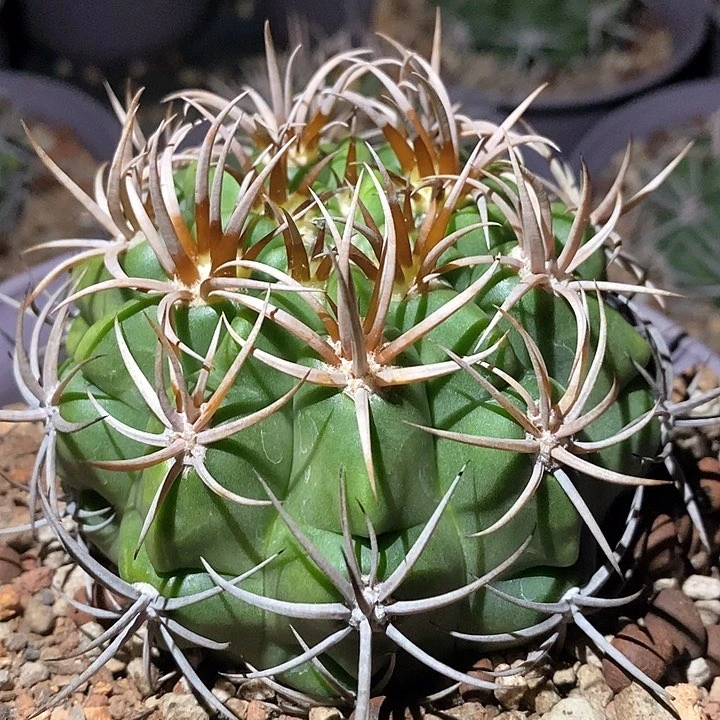 孤品实生控养顶级火焰獠牙3+4中刺五十铃碧岩玉