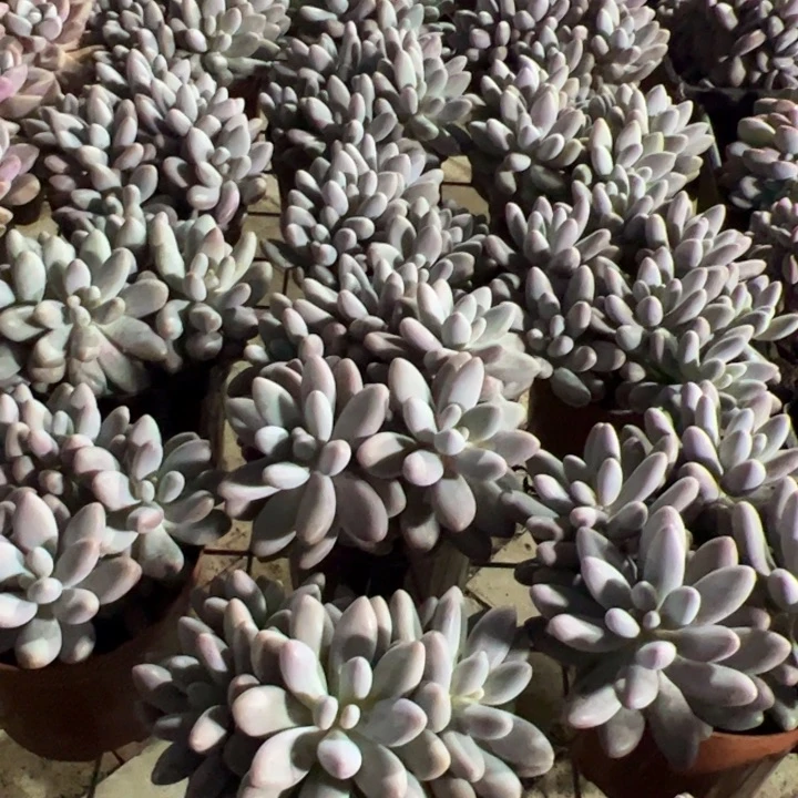 新疆包邮 粉色恋人