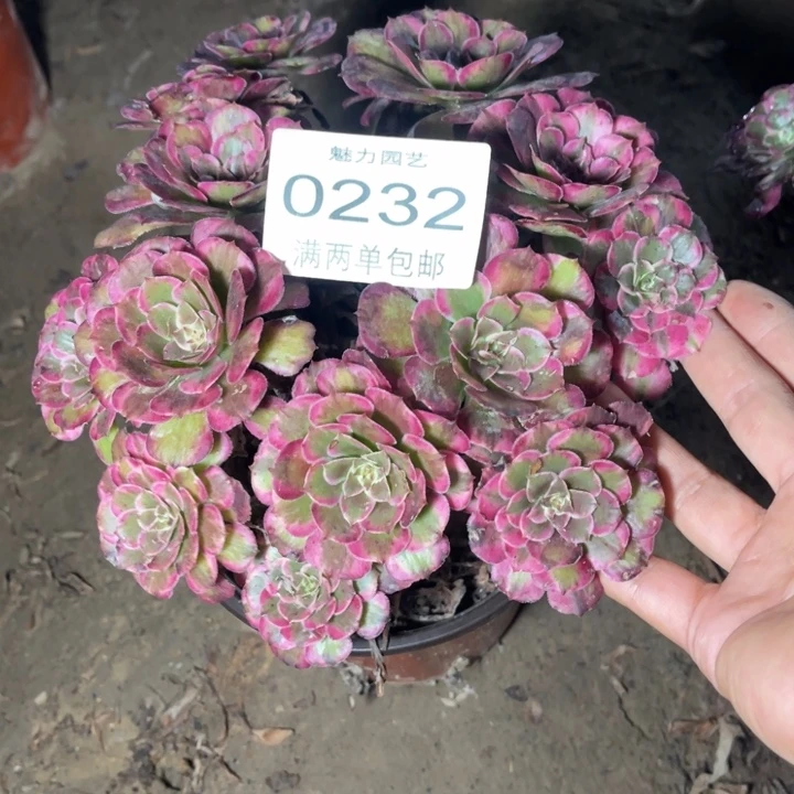 0230霁月的的的人发肉