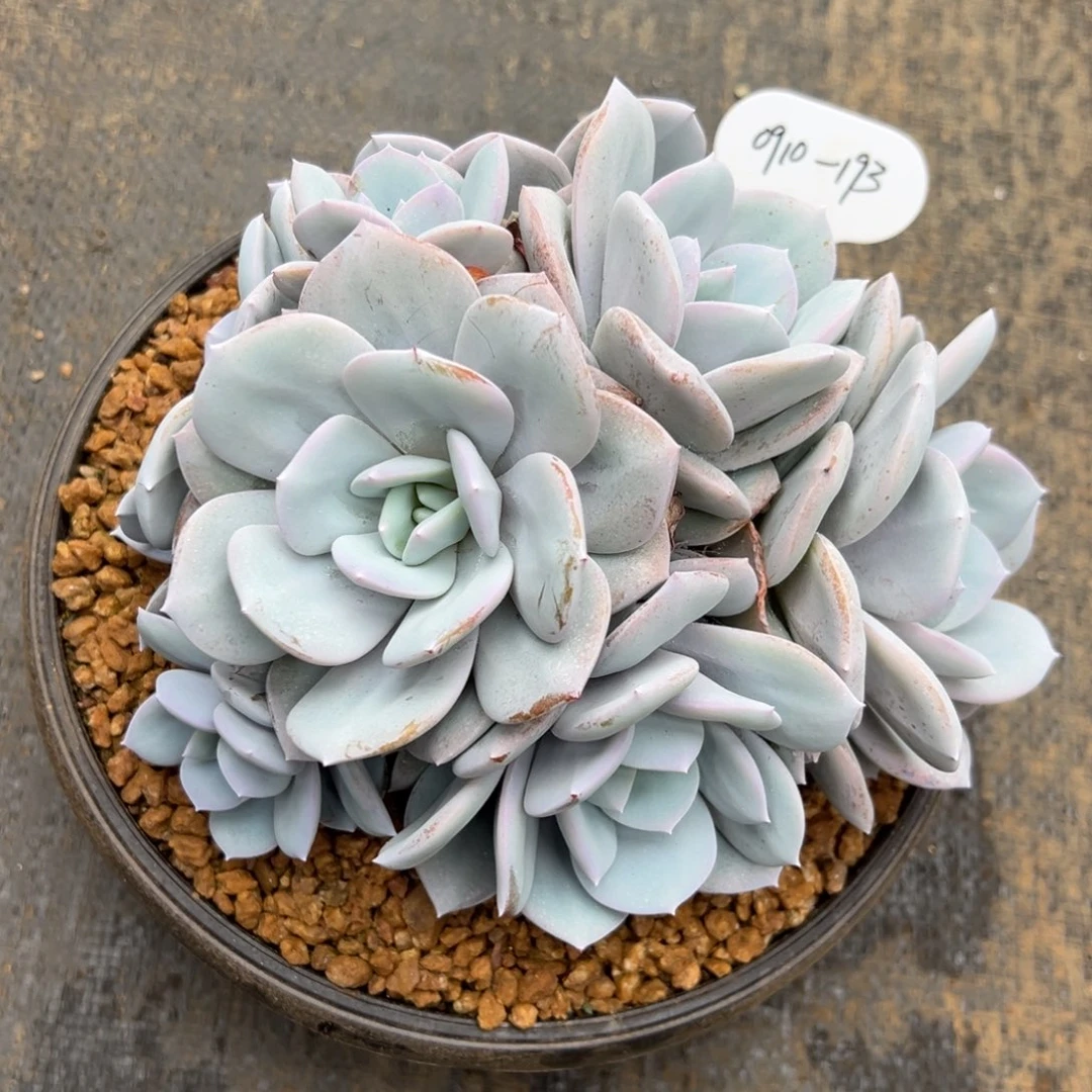 0910-193绝绝子奶茶