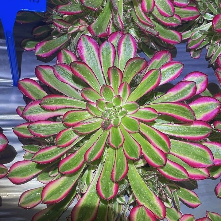 4481红铜白多肉香味