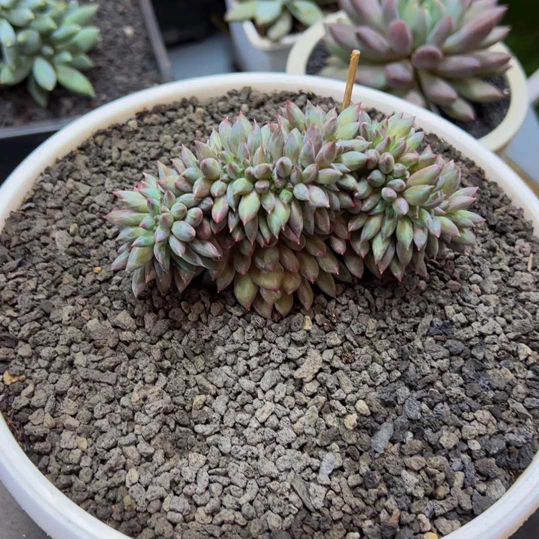 蒜****虞美人缀化一颗肉肉