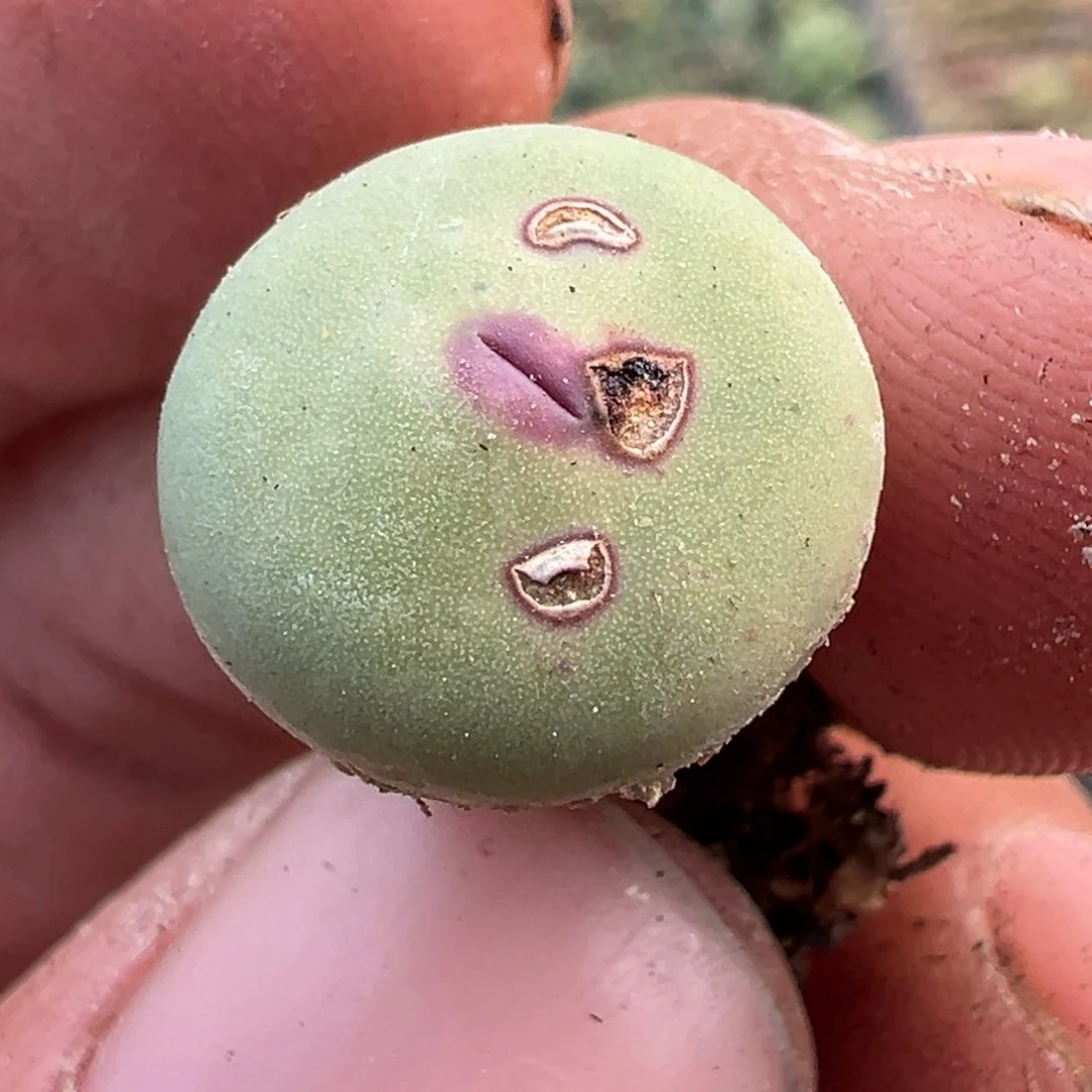 毛***蛋多肉植物1111111111111111