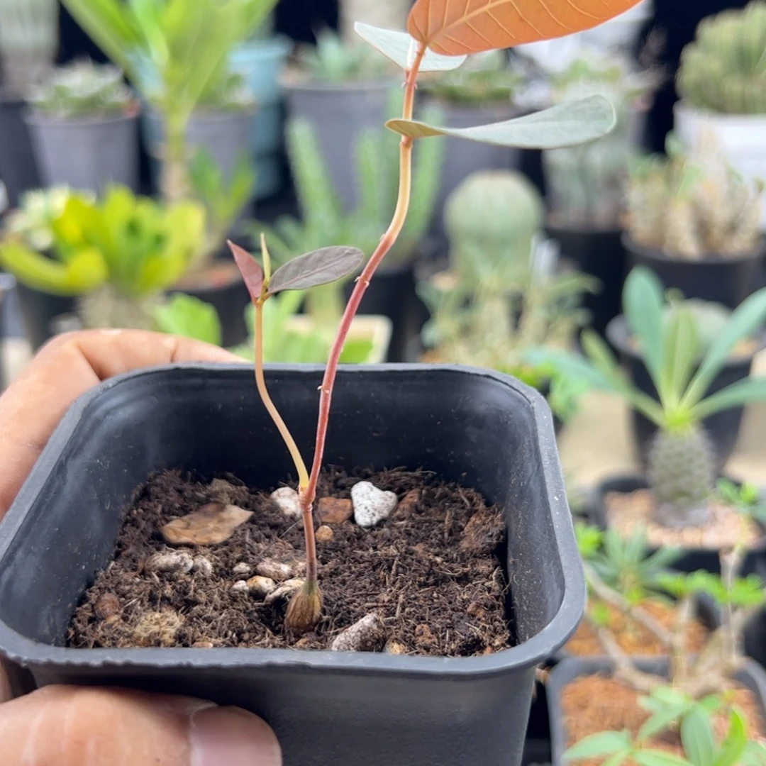 奇异油柑实生一物一拍带盆发