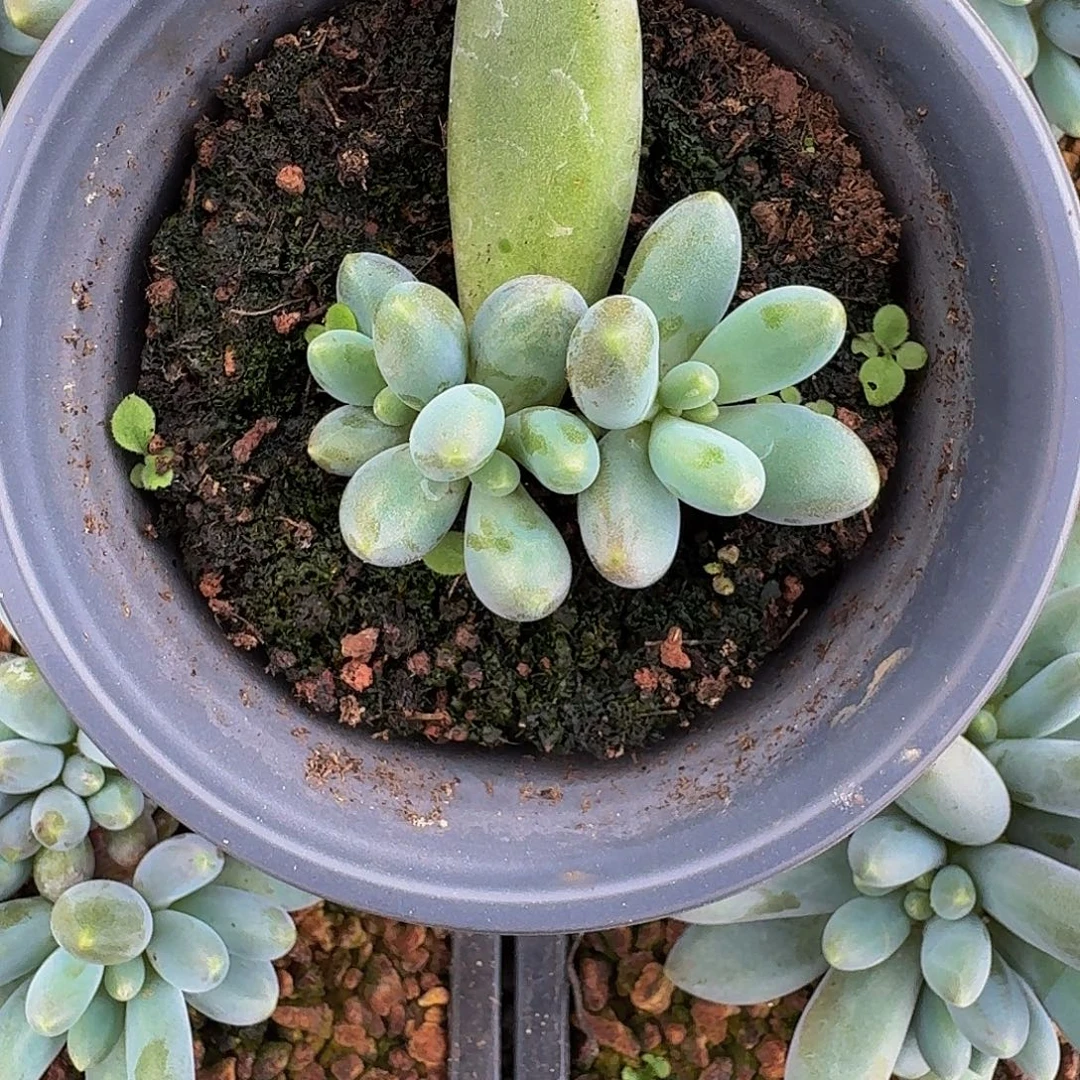 胖烟花 叶插 一物一拍