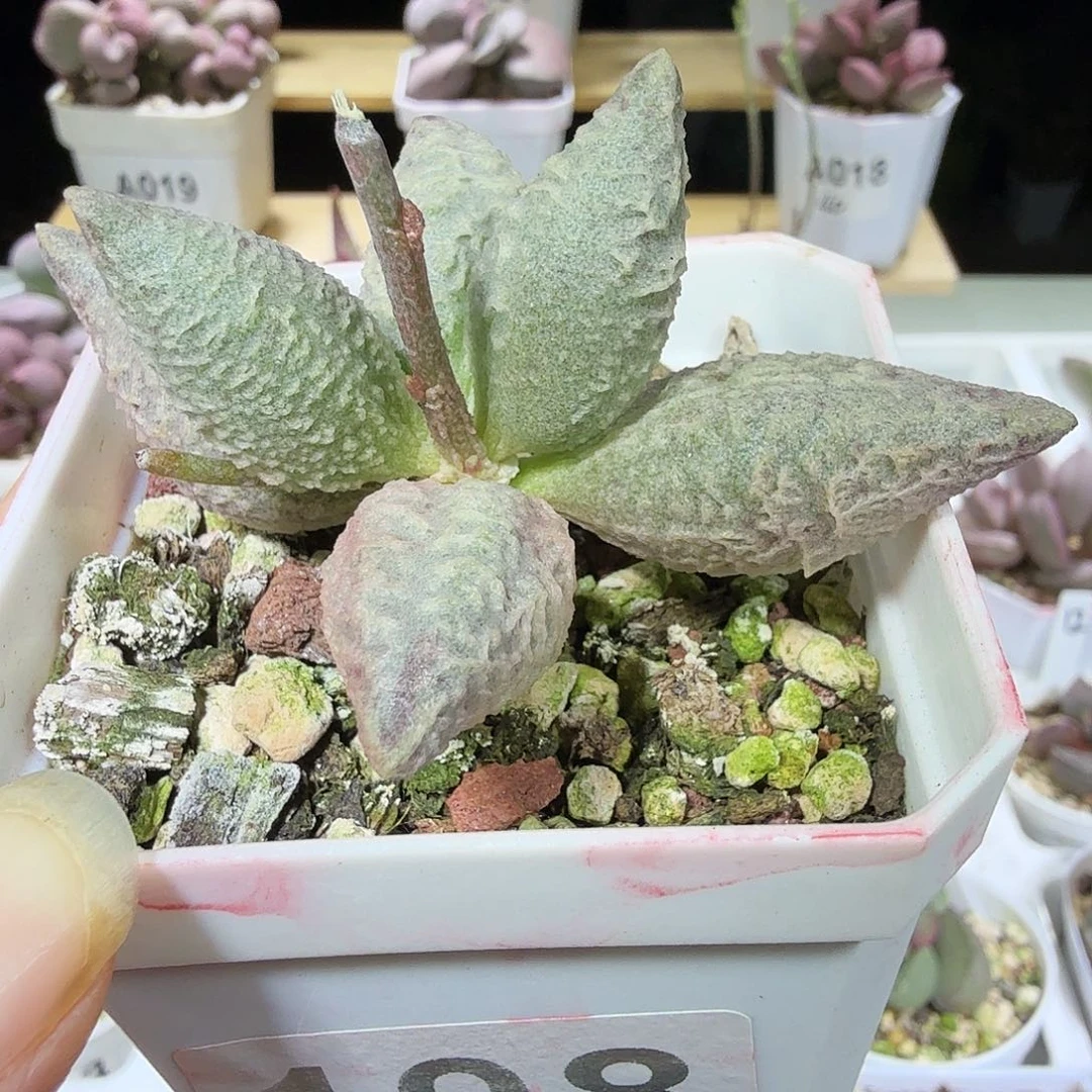 融化纹冰淇凌水泡多肉植物