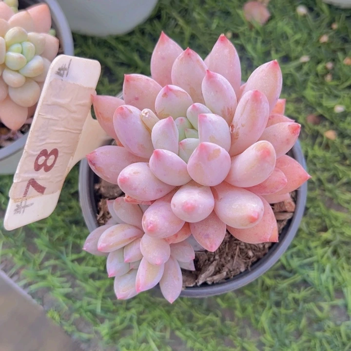 健健康康平平安安